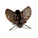 lağım sineği