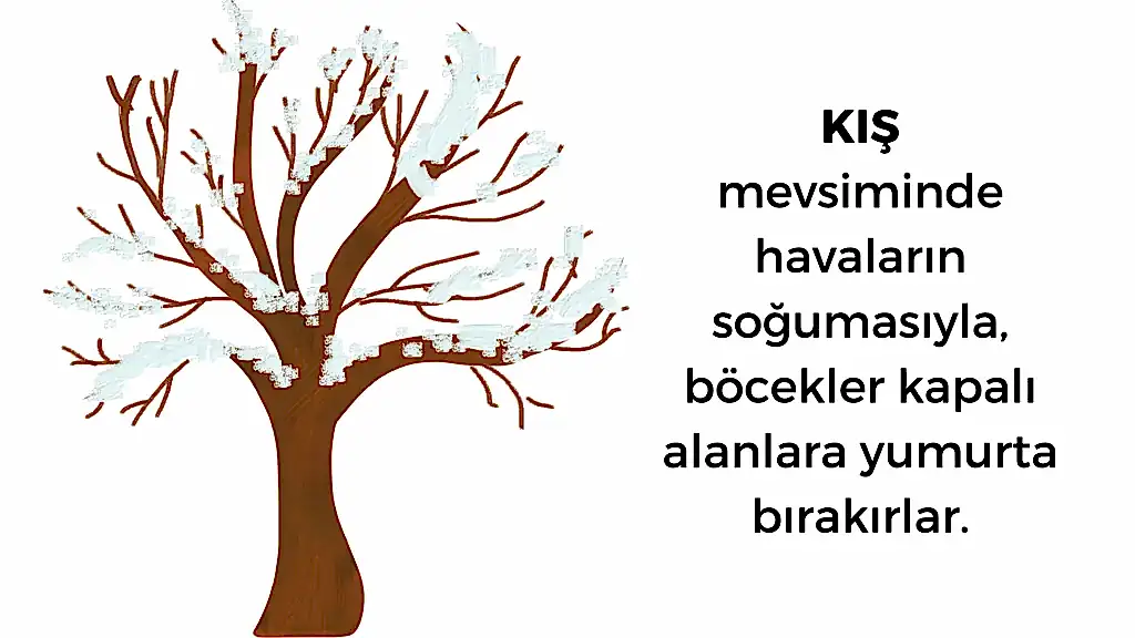 kışın böcek yumurtalarını ilaçlama