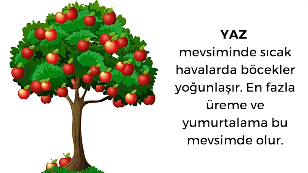 yazın böcek ilaçlama